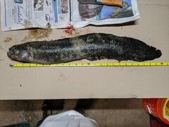 Cebidichthys violaceus