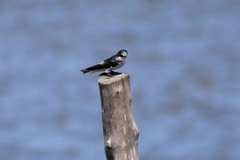 Tachycineta albilinea