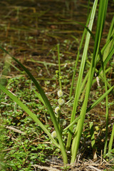 Sparganium emersum