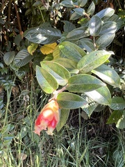 Cavendishia bracteata