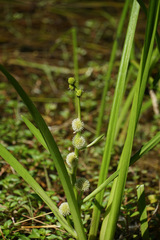Sparganium emersum