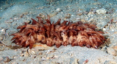 Stichopus pseudohorrens image