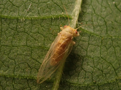 Psylloidea
