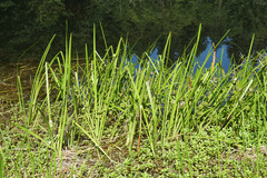 Sparganium emersum
