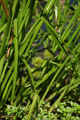Sparganium emersum