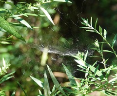 Frontinella pyramitela