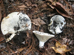Lactifluus piperatus