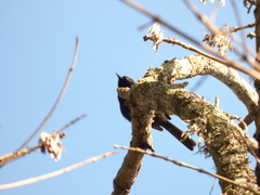 Icterus pyrrhopterus