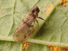 Cixius nervosus