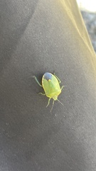 Chlorochroa uhleri