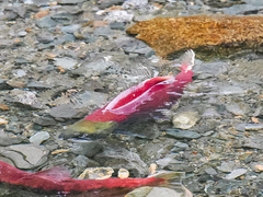 Oncorhynchus nerka
