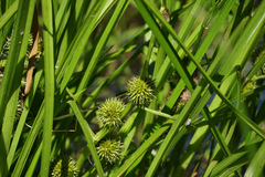 Sparganium emersum