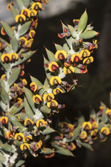 Daviesia pachyphylla