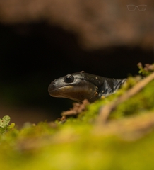 Ambystoma tigrinum