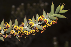 Daviesia pachyphylla