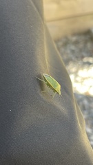 Chlorochroa uhleri