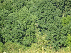 Lanius excubitor