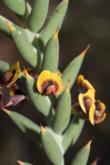 Daviesia pachyphylla