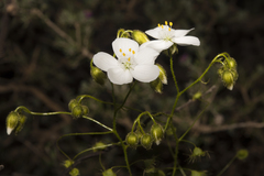 Drosera macrantha