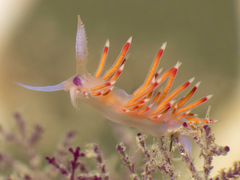 Coryphellina poenicia