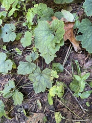Heuchera micrantha