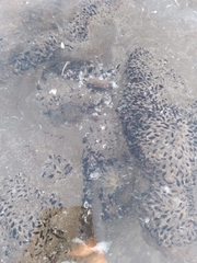 Bunodosoma zamponii