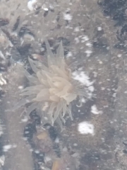 Bunodosoma zamponii