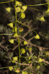 Drosera macrantha