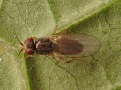 Elachiptera