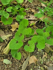 Asarum canadense
