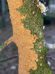 Steccherinum ochraceum