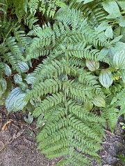 Dryopteris expansa