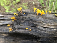 Dacrymyces spathularia