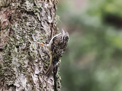 Certhia americana