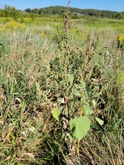 Cyclachaena xanthiifolia