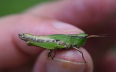 Dichromorpha viridis