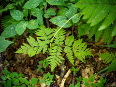 Botrypus virginianus