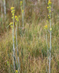 Senecio hydrophilus
