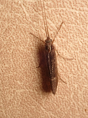 Limnephilus sparsus