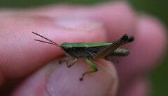 Dichromorpha viridis