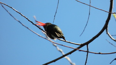 Hylocharis chrysura