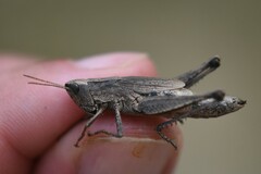 Dichromorpha viridis