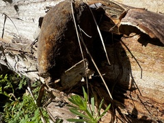 Pisolithus arhizus