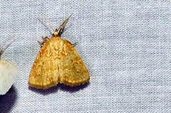 Glaphyria glaphyralis