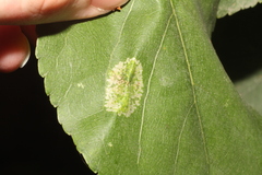 Phyllonorycter