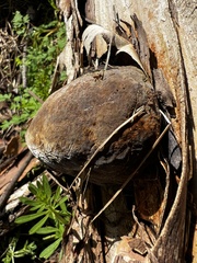 Pisolithus arhizus