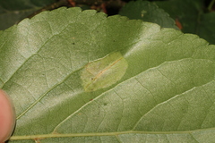 Phyllonorycter