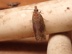 Endothenia quadrimaculana