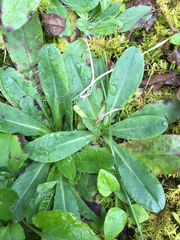 Pilosella piloselloides