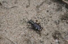 Cicindela scutellaris